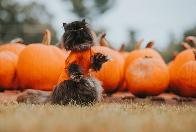 Ehető-e a halloween-i tök kedvenceink számára?
