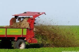 Nem mindegy, hogy mikor milyen tápanyagot biztosítunk a gyep számára