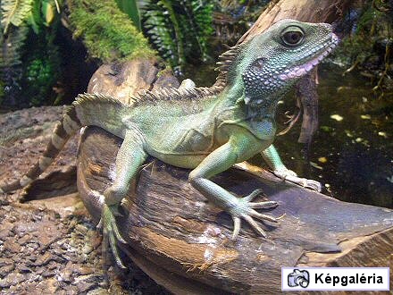 TROPICARIUM BUDAPESTEN