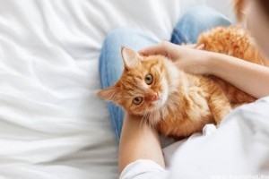 Hogyan segíthet egy kutya vagy macska a pánikbetegség kezelésében?