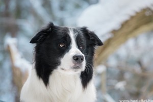 Meddig él a border collie?