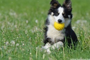 A legnépszerűbb nevek border collie számára