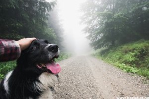 Szereted az állatokat? Ismerd meg az állatszitterek foglalkozását a Jooble segítségével