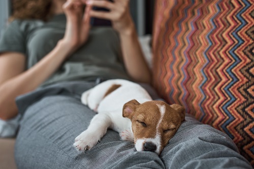 Nyugodtabb gazdi, nyugodtabb kedvenc – Hogyan teremtsünk relaxáló légkört otthon?