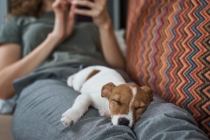 Nyugodtabb gazdi, nyugodtabb kedvenc – Hogyan teremtsünk relaxáló légkört otthon?