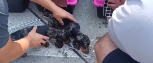 7 kutyát mentettek ki a pénzügyőrök egy furgon forró rakteréből