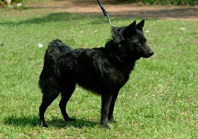 Schipperke: fekete ördög vagy törpe munkakutya?