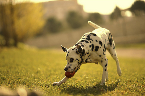 Vidám és barátságos a dalmata