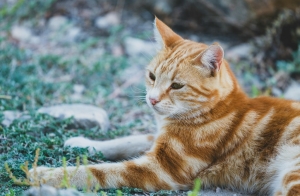 Kinti macska tartása: erre az 5 dologra figyelj, ha kijárós a cicád!
