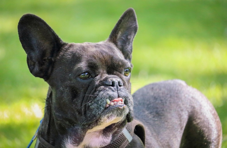 Petúnia, egy szőrtelen francia bulldog lett a világ legcsúnyább kutyája