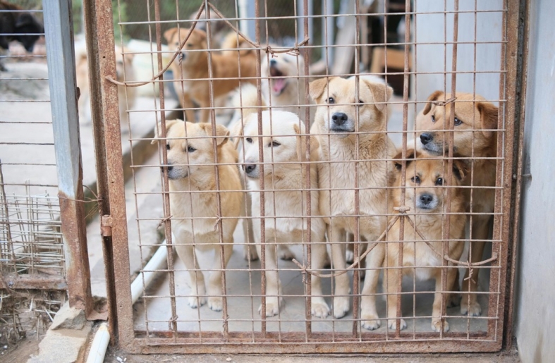 Egyetlen kutya indította el – ma már világszerte ünnepeljük a Kutyák Világnapját