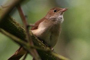 Érdekességek a fülemüléről (Luscinia megarhynchos)