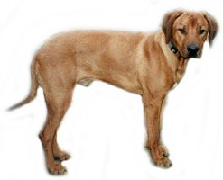 Afrikai oroszlánkutya (Rhodesian Ridgeback), családi kutya és népszerű vadászkutya