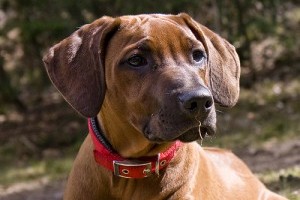 Afrikai oroszlánkutya (Rhodesian Ridgeback), családi kutya és népszerű vadászkutya