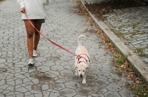 Mennyi mozgásra van szükség a kutyádnak? Így segíthetnek az okospórázok
