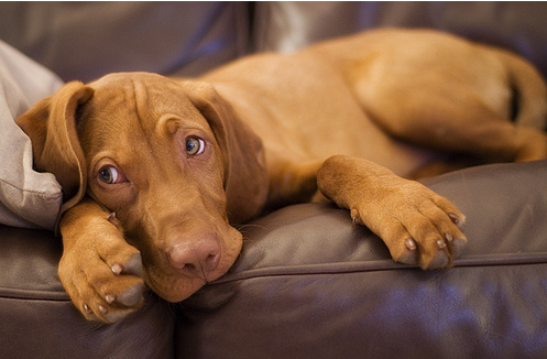Rövidszőrű magyar vizsla, a mindenes vadászkutya