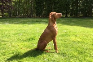 Rövidszőrű magyar vizsla, a mindenes vadászkutya