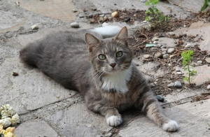 Megfázhat-e a macska ősszel? Tippek kinti cica tartásához