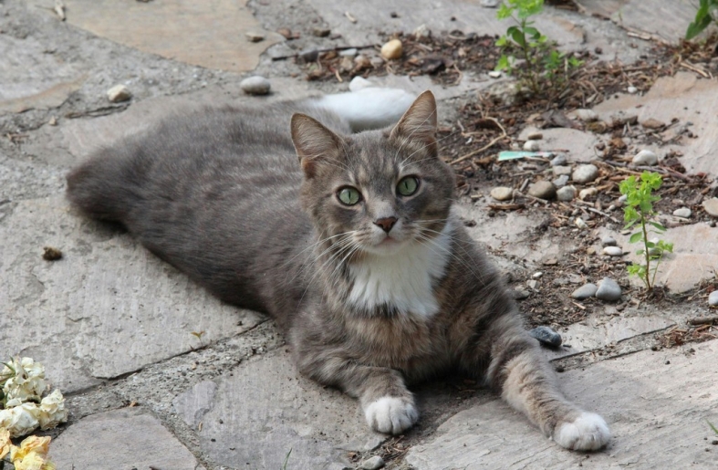 Megfázhat-e a macska ősszel? Tippek kinti cica tartásához