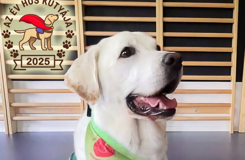 Zete, a terápiás labrador és Zulu, a mentőkutya lettek Az Év Hős Kutyái 2025-ben!