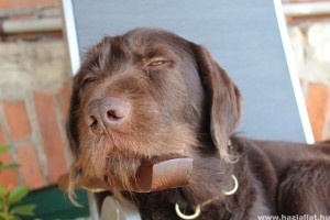 Mit tud a drótszőrű magyar vizsla?