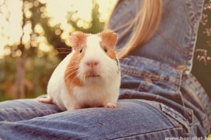 Vajon szabad tengerimalacot pórázon sétáltatni?