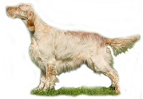 Angol szetter (English Setter), értelmes és intelligens kutya