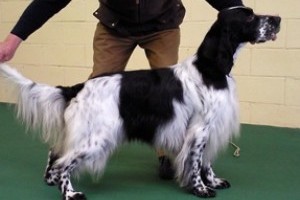 Angol szetter (English Setter), értelmes és intelligens kutya