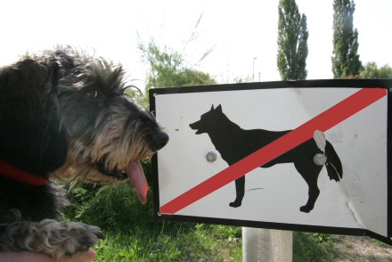 Kutyát sétáltatni tilos?
