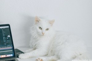 Hogyan kell a macska bundáját ápolni, fésülni?