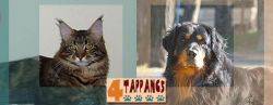 4 tappancs - állatterapeuta, kutyatréner 4 tappancs - állatterapeuta, kutyatréner