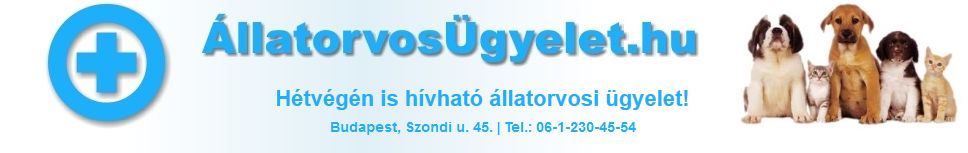 Dr. Szmollény Gábor, kisállatgyógyász szakállatorvos