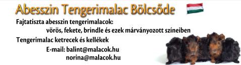 Szalai Bálint és Nagy Nóra / Tengerimalac-tenyésztő