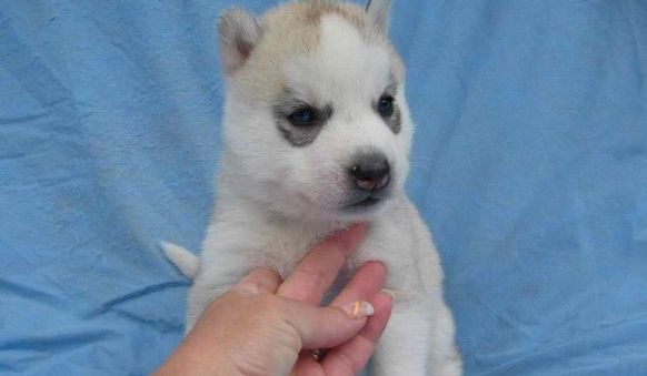 Kovácsné Szalay Mária husky és pireneusi hegyikutya tenyésztő