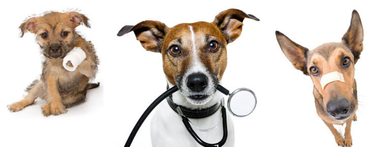 dr. Schmieder László Állatorvos, Dunaföldvár dr. Schmieder László Állatorvos, Dunaföldvár