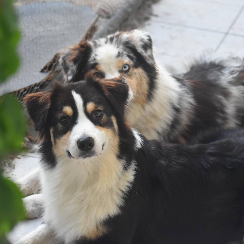 Kaleido Kennel