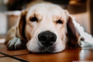 Kutyaepilepszia: tünetek és kezelési lehetőségek