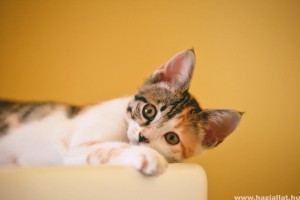 Macskakaparás ellen: 3 bútormentő tipp, ami bevált