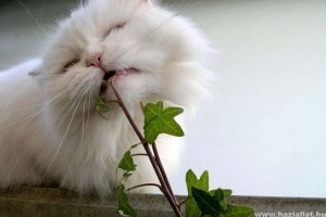 Segítség, a macskám kipusztítja az összes virágot a lakásból!