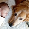 A kutya féltékeny lehet az új kisbabára