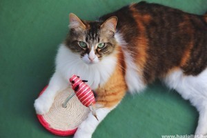 Cicás játékok: a 7 legjobb játék macskáknak és gazdáiknak