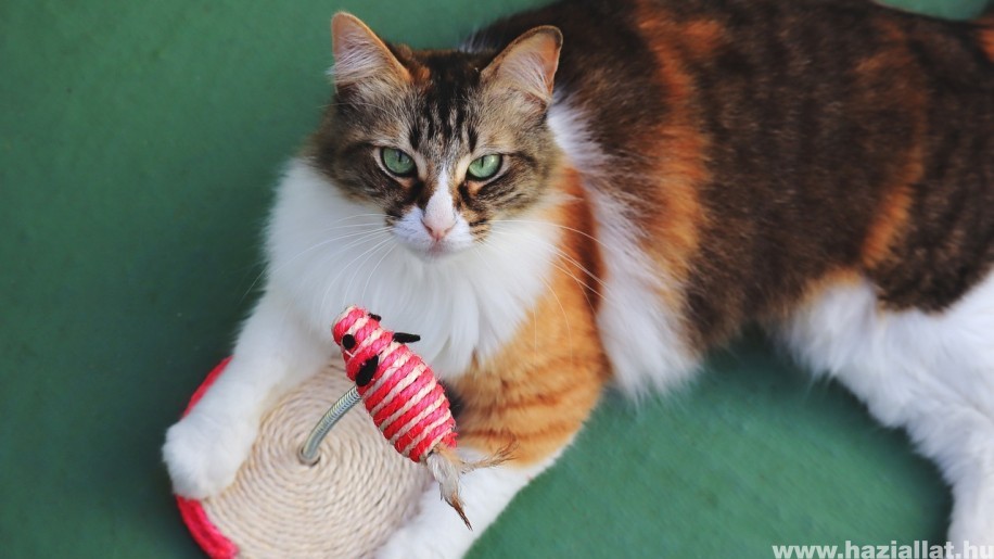 Cicás játékok: a 7 legjobb játék macskáknak és gazdáiknak
