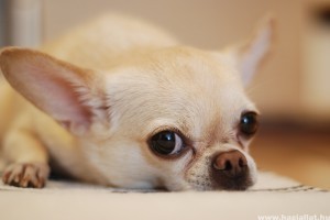 A kutyák szeparációs szorongása: hogyan ismerhetjük fel, mit tehetünk?