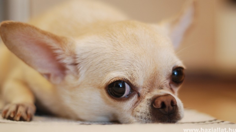 A kutyák szeparációs szorongása: hogyan ismerhetjük fel, mit tehetünk?