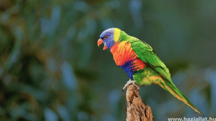 A papagáj hangoskodásának, rikácsolásának okai