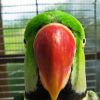 Hogyan szoktassuk le a papagájt a rikácsolásról?