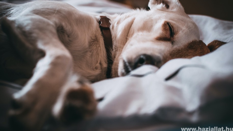 Miről álmodik a kutya, miért nyüszít alvás közben?