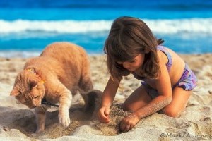 Tartsd távol a macskádat a homokozótól!