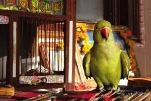 Madár-etológia: amikor a jó papagájok rosszakká válnak