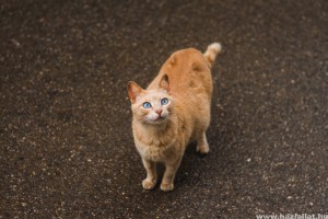 Vemhesség jelei macskánál - 6 jel, amire figyelj